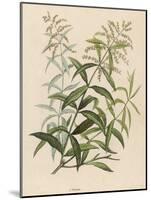 Also Called Verveine or Vervain-null-Mounted Art Print