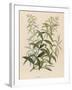 Also Called Verveine or Vervain-null-Framed Art Print