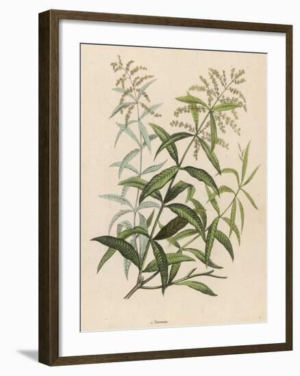 Also Called Verveine or Vervain-null-Framed Art Print