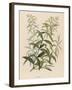 Also Called Verveine or Vervain-null-Framed Art Print