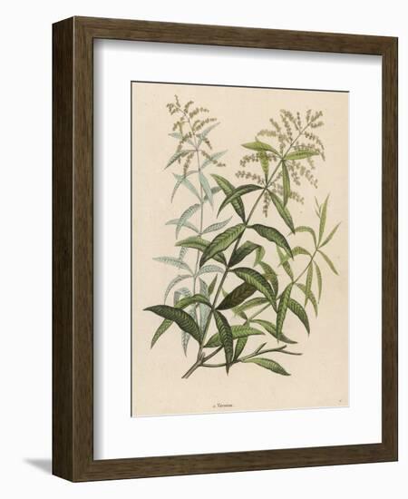 Also Called Verveine or Vervain-null-Framed Art Print