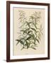 Also Called Verveine or Vervain-null-Framed Art Print