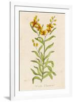 Also Known as Cheiranthus Ch. Wall Flower-null-Framed Art Print