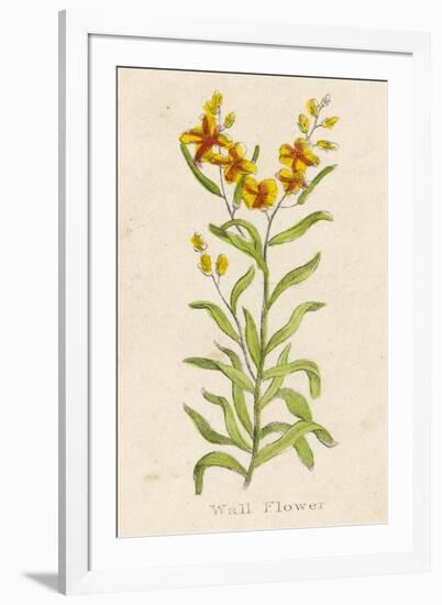 Also Known as Cheiranthus Ch. Wall Flower-null-Framed Art Print