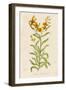 Also Known as Cheiranthus Ch. Wall Flower-null-Framed Art Print