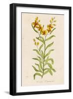 Also Known as Cheiranthus Ch. Wall Flower-null-Framed Art Print