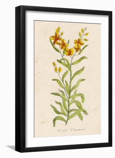 Also Known as Cheiranthus Ch. Wall Flower-null-Framed Art Print