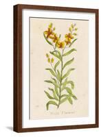 Also Known as Cheiranthus Ch. Wall Flower-null-Framed Art Print