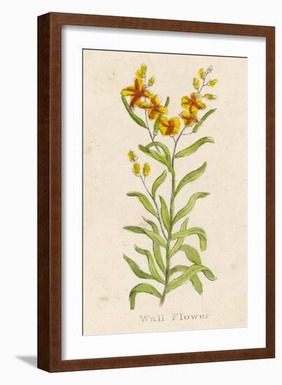 Also Known as Cheiranthus Ch. Wall Flower-null-Framed Art Print