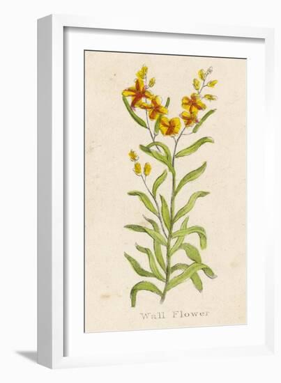 Also Known as Cheiranthus Ch. Wall Flower-null-Framed Art Print