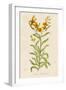 Also Known as Cheiranthus Ch. Wall Flower-null-Framed Art Print