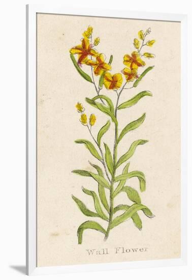 Also Known as Cheiranthus Ch. Wall Flower-null-Framed Art Print