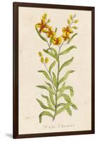 Also Known as Cheiranthus Ch. Wall Flower-null-Framed Art Print