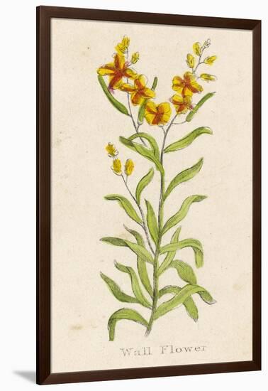 Also Known as Cheiranthus Ch. Wall Flower-null-Framed Art Print