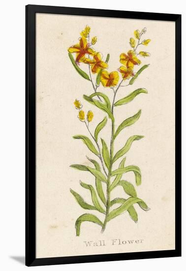 Also Known as Cheiranthus Ch. Wall Flower-null-Framed Art Print