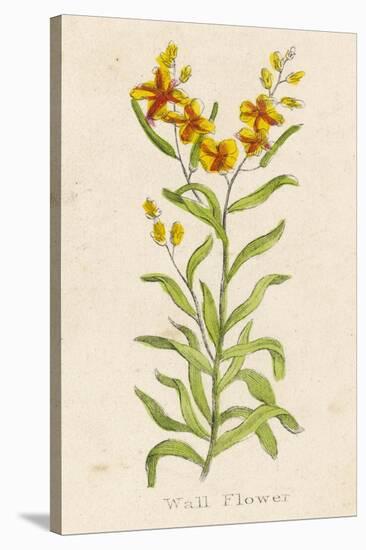 Also Known as Cheiranthus Ch. Wall Flower-null-Stretched Canvas