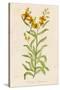 Also Known as Cheiranthus Ch. Wall Flower-null-Stretched Canvas