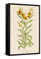 Also Known as Cheiranthus Ch. Wall Flower-null-Framed Stretched Canvas