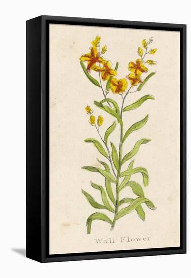 Also Known as Cheiranthus Ch. Wall Flower-null-Framed Stretched Canvas