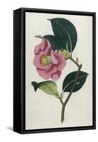 Also Known as Rose Camellia-William Curtis-Framed Stretched Canvas