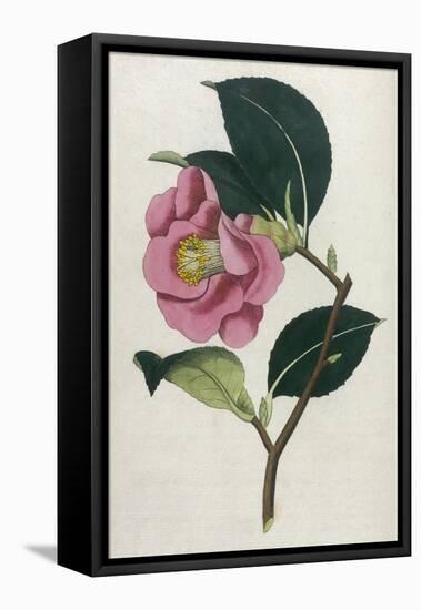 Also Known as Rose Camellia-William Curtis-Framed Stretched Canvas