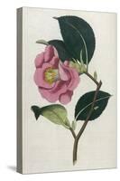Also Known as Rose Camellia-William Curtis-Stretched Canvas