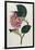 Also Known as Rose Camellia-William Curtis-Framed Photographic Print