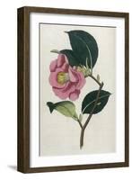 Also Known as Rose Camellia-William Curtis-Framed Photographic Print