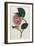 Also Known as Rose Camellia-William Curtis-Framed Photographic Print