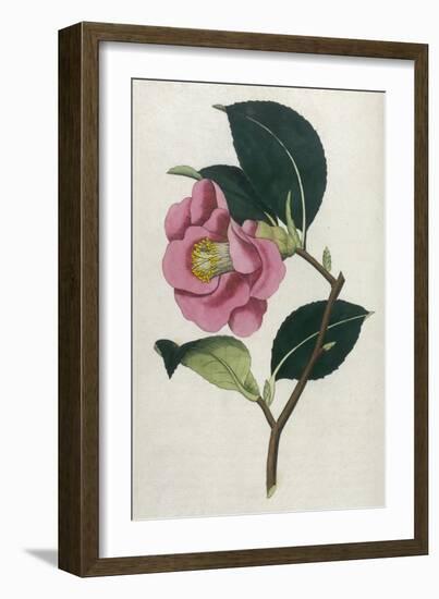 Also Known as Rose Camellia-William Curtis-Framed Photographic Print