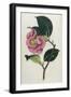 Also Known as Rose Camellia-William Curtis-Framed Photographic Print