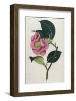 Also Known as Rose Camellia-William Curtis-Framed Photographic Print