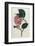 Also Known as Rose Camellia-William Curtis-Framed Photographic Print