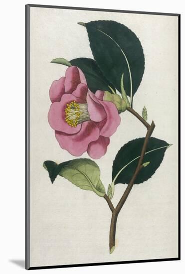 Also Known as Rose Camellia-William Curtis-Mounted Photographic Print