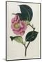 Also Known as Rose Camellia-William Curtis-Mounted Photographic Print