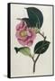 Also Known as Rose Camellia-William Curtis-Framed Stretched Canvas