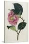 Also Known as Rose Camellia-William Curtis-Stretched Canvas