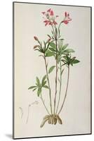 Alstraemeria Ligtu, from `Les Liliacees' by Pierre Redoute, 8 Volumes, Published 1805-16-Pierre Joseph Redoute-Mounted Giclee Print