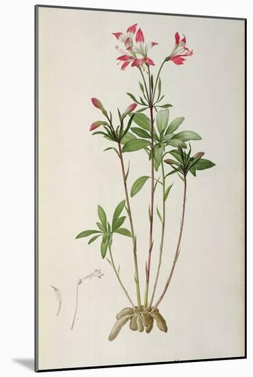 Alstraemeria Ligtu, from `Les Liliacees' by Pierre Redoute, 8 Volumes, Published 1805-16-Pierre Joseph Redoute-Mounted Giclee Print