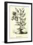 Alstroemeria, Called by Mistake the Lily of the Incas-Édouard Riou-Framed Giclee Print