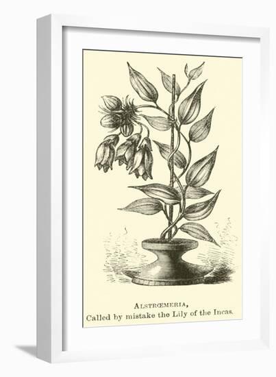 Alstroemeria, Called by Mistake the Lily of the Incas-Édouard Riou-Framed Giclee Print