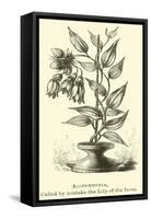Alstroemeria, Called by Mistake the Lily of the Incas-Édouard Riou-Framed Stretched Canvas