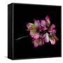 Alstroemeria-Magda Indigo-Framed Stretched Canvas