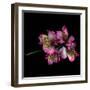 Alstroemeria-Magda Indigo-Framed Photographic Print