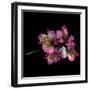 Alstroemeria-Magda Indigo-Framed Photographic Print