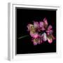 Alstroemeria-Magda Indigo-Framed Photographic Print