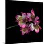 Alstroemeria-Magda Indigo-Mounted Photographic Print