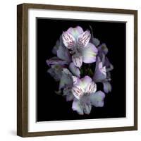 Alstroemeria-Magda Indigo-Framed Photographic Print