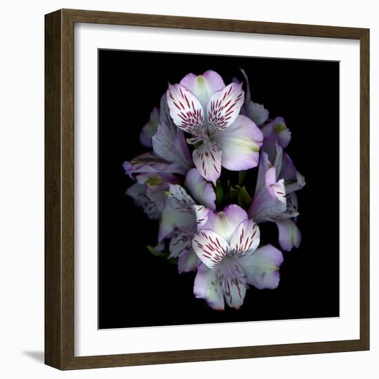 Alstroemeria-Magda Indigo-Framed Photographic Print