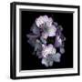 Alstroemeria-Magda Indigo-Framed Photographic Print